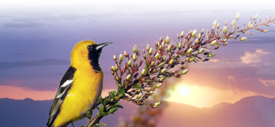 BirdDawn_big